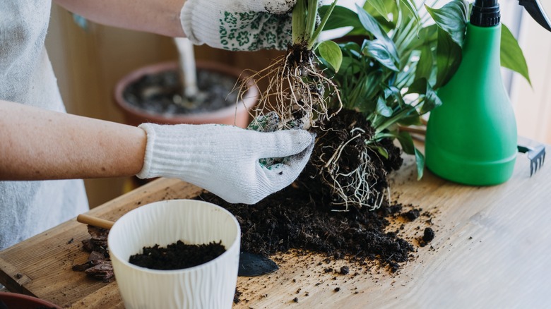 woman repotting a houseplant