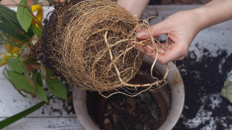 root-bound houseplant