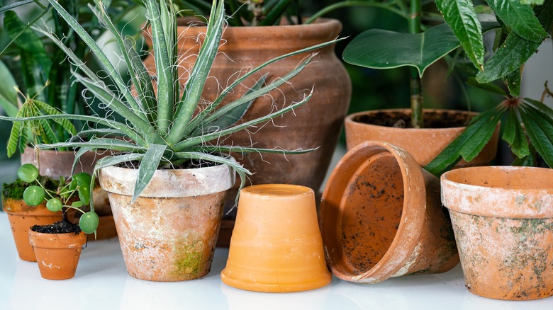 Pots with plants