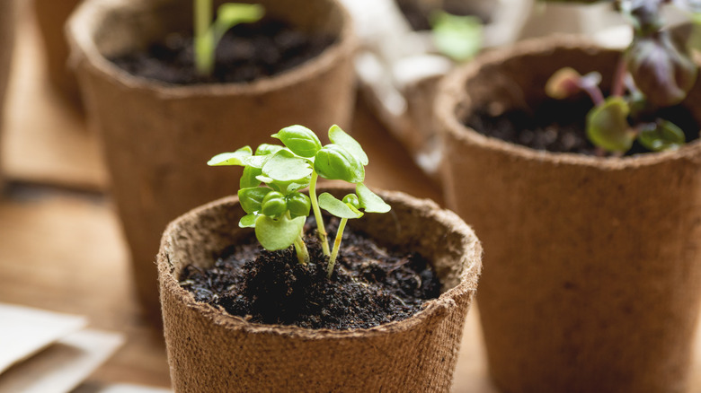 sprout in a biodegradable pot