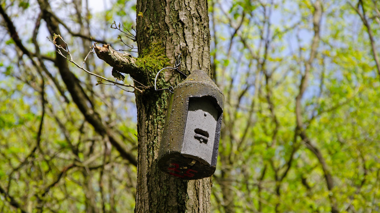 A roosting box on a tree