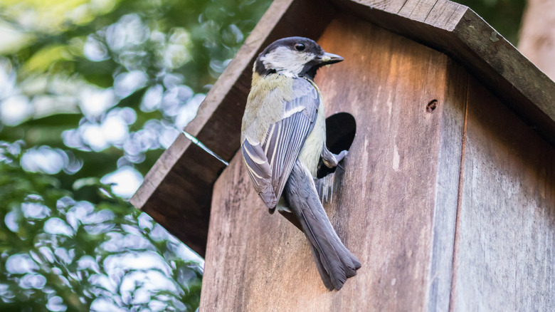 Bird at the entrance to a nesting box