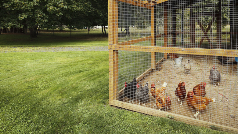 Chicken coop lawn