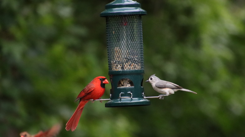 Birds at feeder