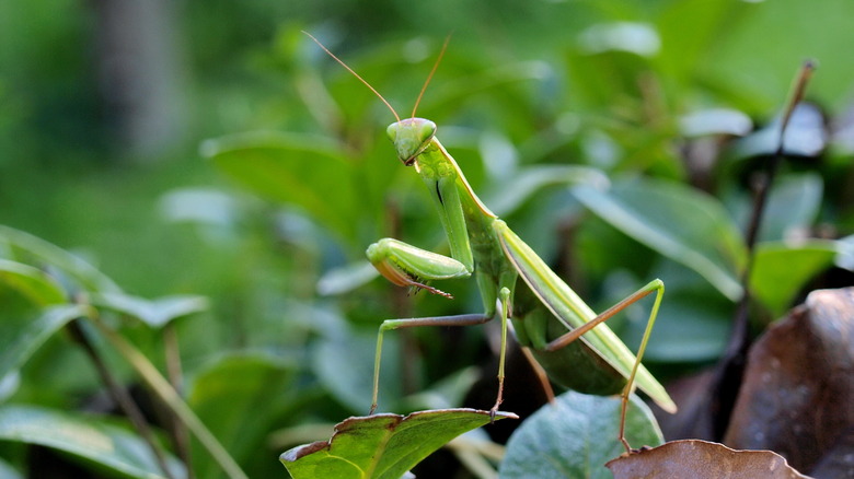 praying mantis in the garden