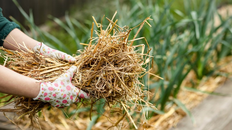 Person holding straw in gloved hands