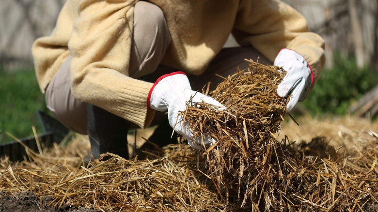 Person in white gardening gloves removing straw mulch