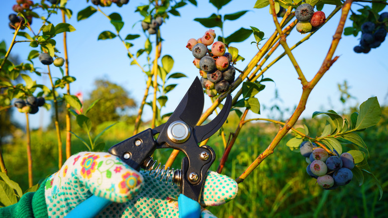 a person pruning a fruit tree