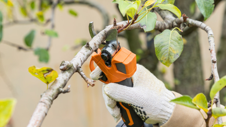 a person cutting branches on a fruit tree