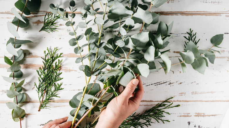 Hand holding a bundle of eucalyptus branches