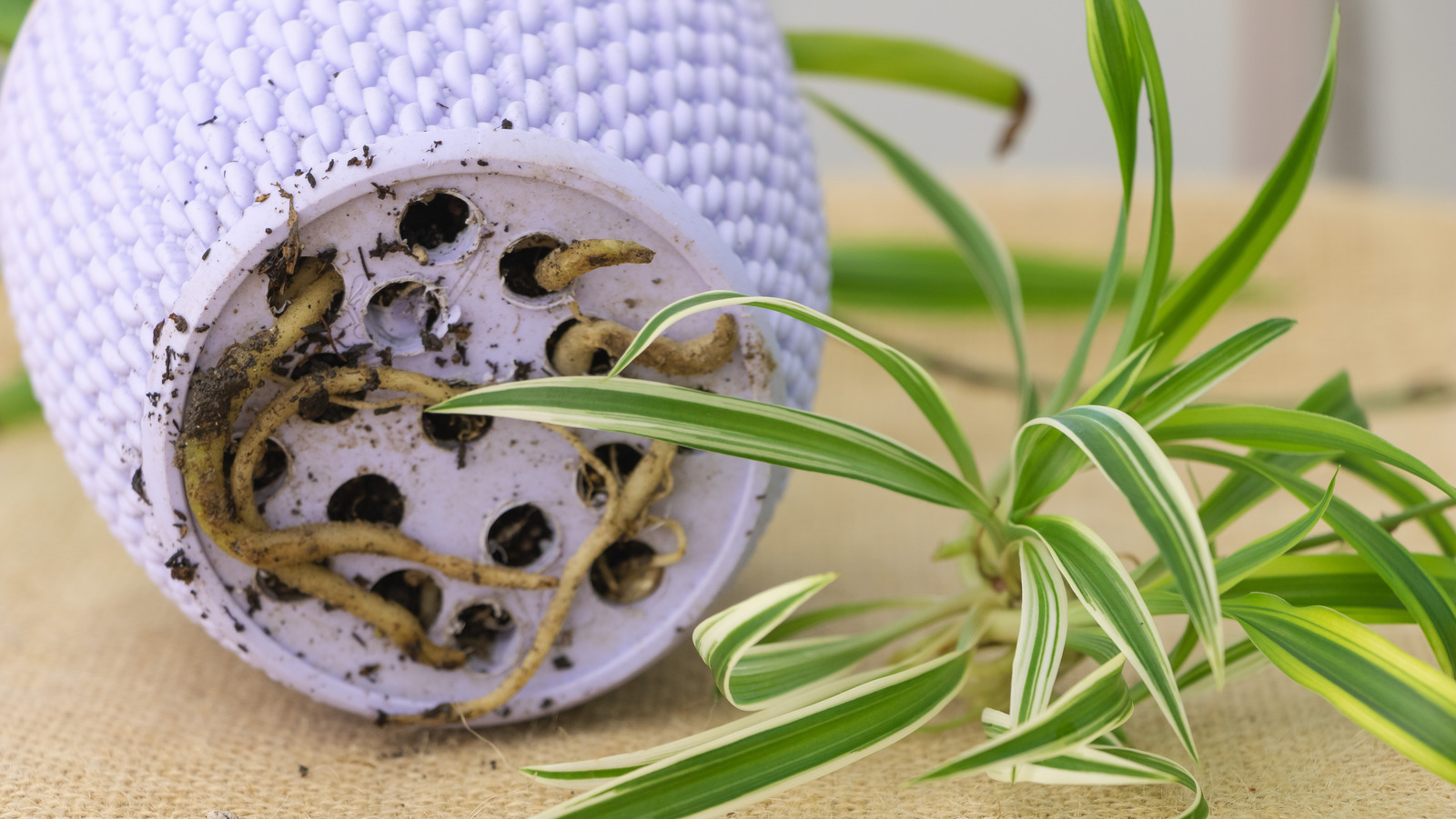 Should You Use Newspaper To Line Your Planter's Drainage Holes?