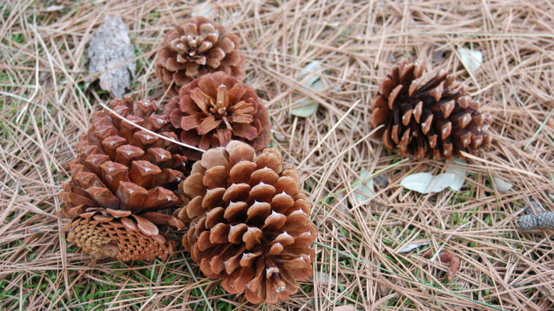 Pinecones on bed of needles