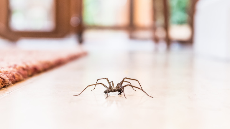 ragno di casa sul pavimento