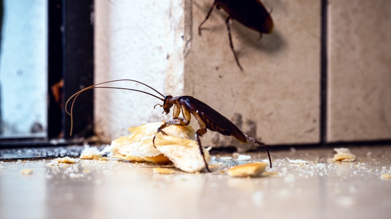 Cockroaches eating food scraps