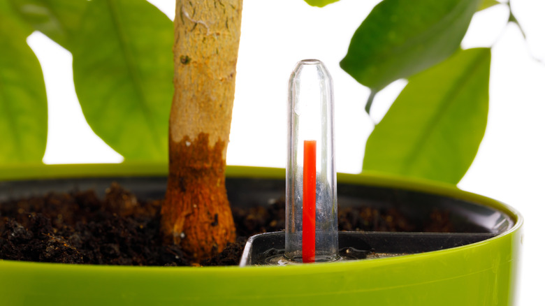 close up of self-watering planter