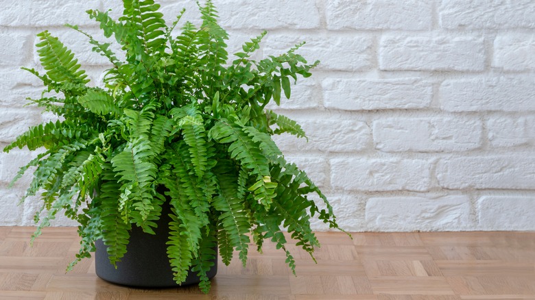 fern houseplant