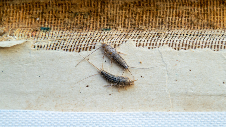 Silverfish on ground