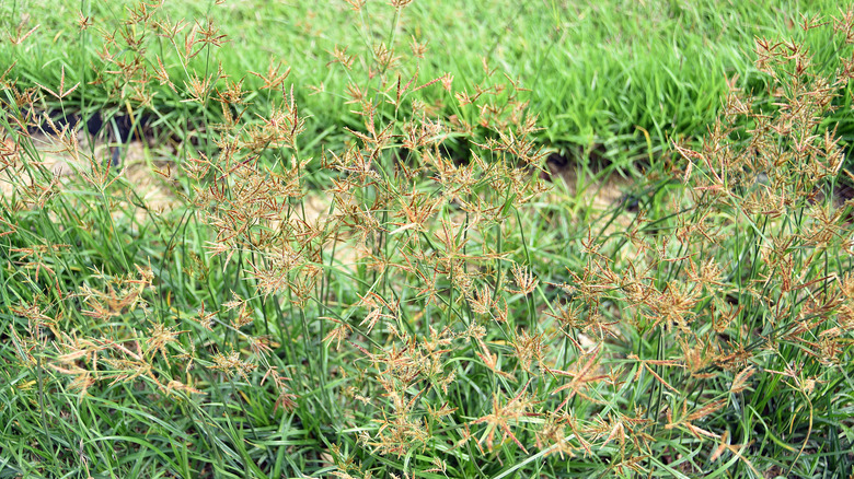 Thick growth of nutsedge