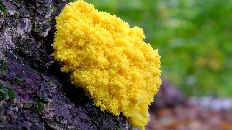 yellow slime mold