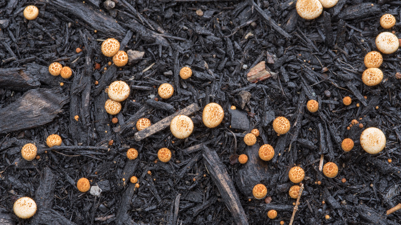 small mushrooms growing in mulch