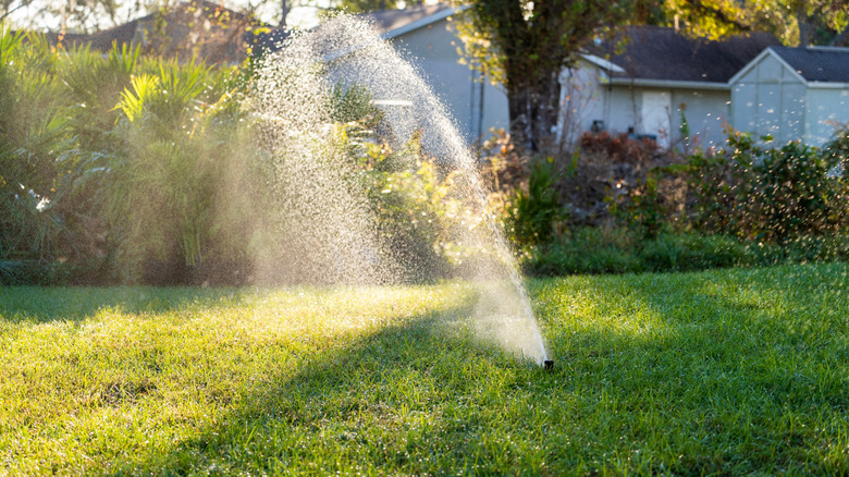 Sprinkler spraying lawn on a sunny day