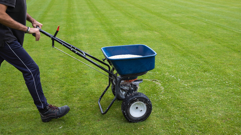 Person walking a fertilizer spreader across a green lawn