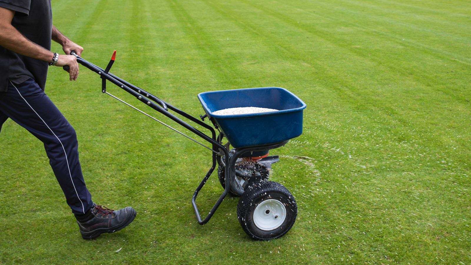 Should You Water Your Lawn After Fertilizing? Here's What You Need To Know