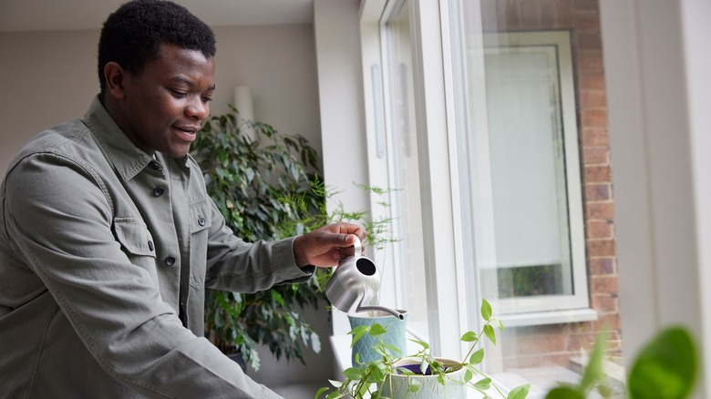 Man watering houseplants