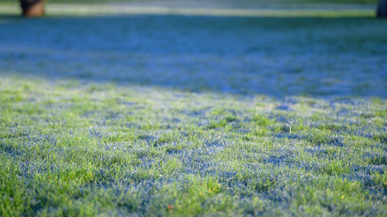Close-up of grass covered in frost
