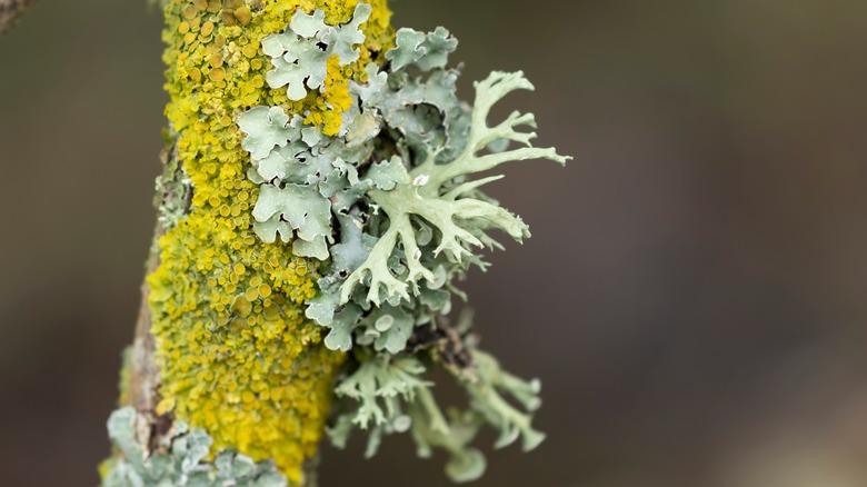 Green lichen growth on tree