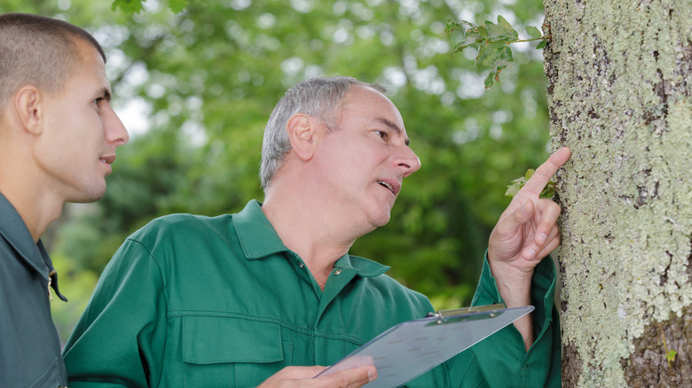 Arborists inspecting lichen on tree