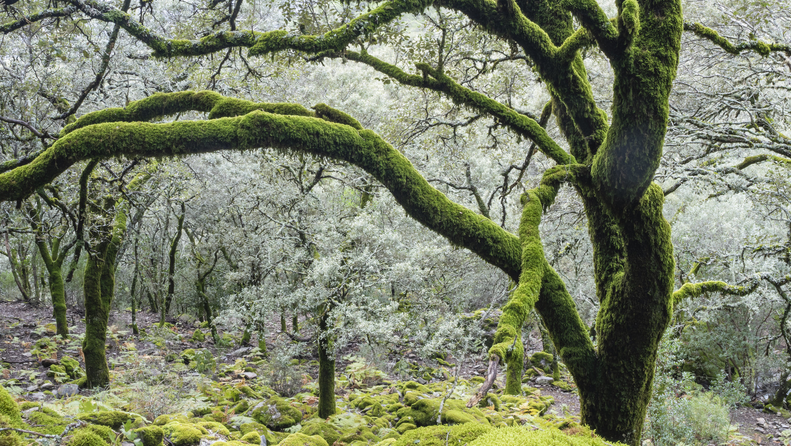 Should You Worry About Moss Growth On Your Trees?