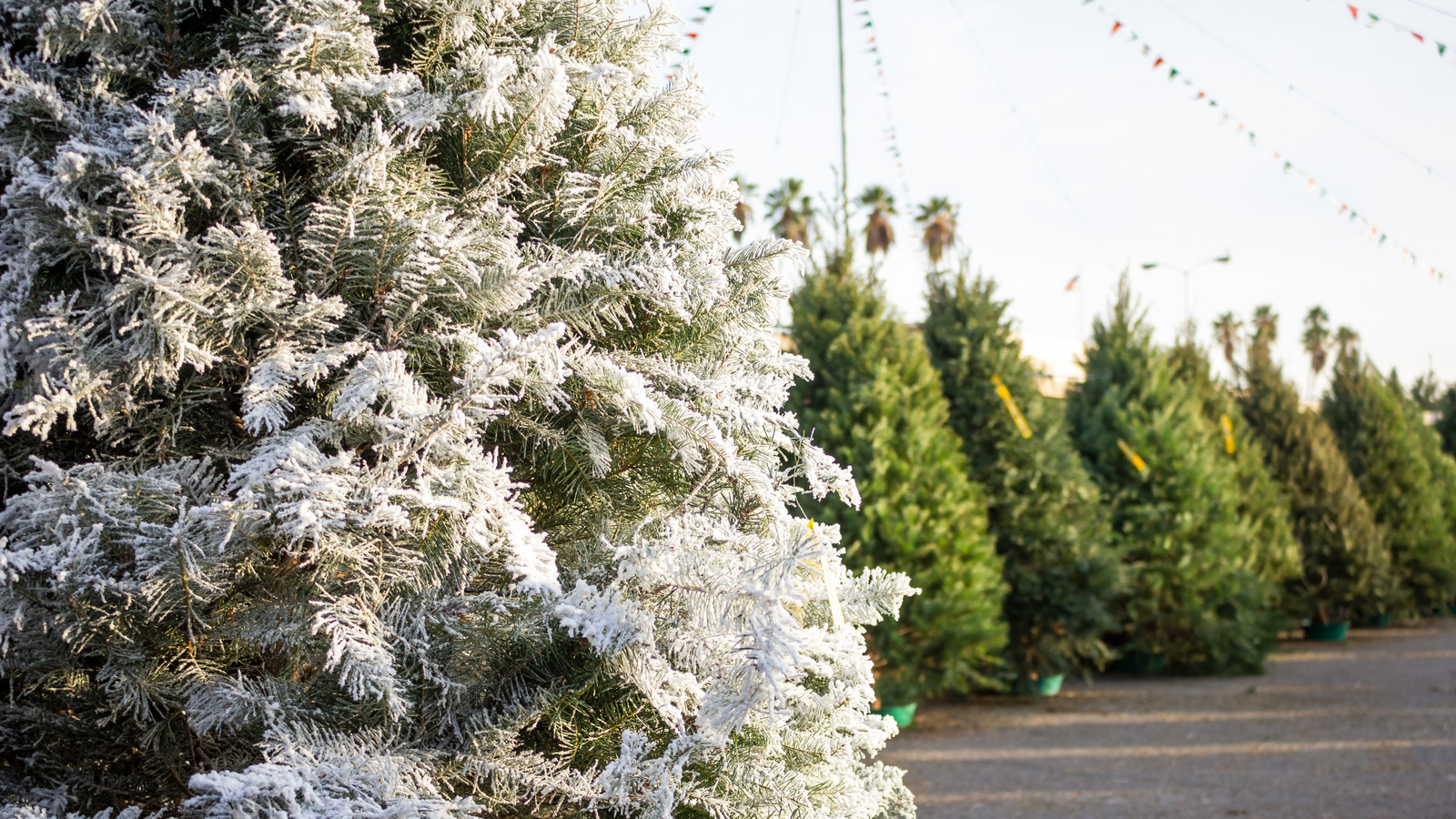 Should Your Christmas Tree Be Flocked Or Not? HGTV's Jenn Todryk Weighs In