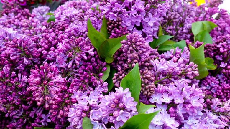 Close-up of lilac bush blossoming