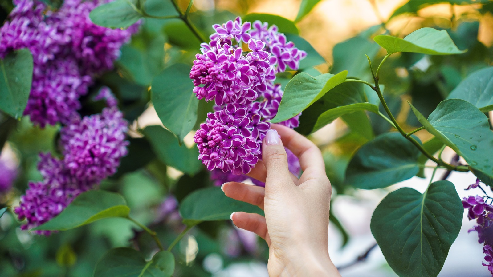 Should Your Lilac Plants Bloom Again In The Fall?