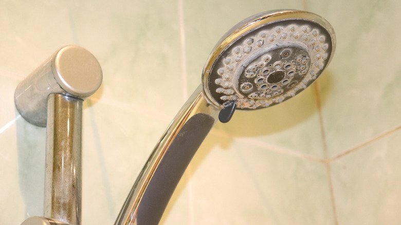 A closeup photo of a shower head with mineral buildup