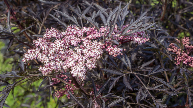 Black lace elderberry in a garden
