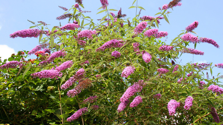 Butterfly bush in front of a blue sky