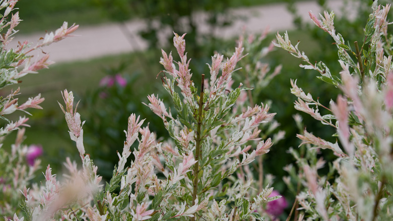 Flamingo willow in a yard