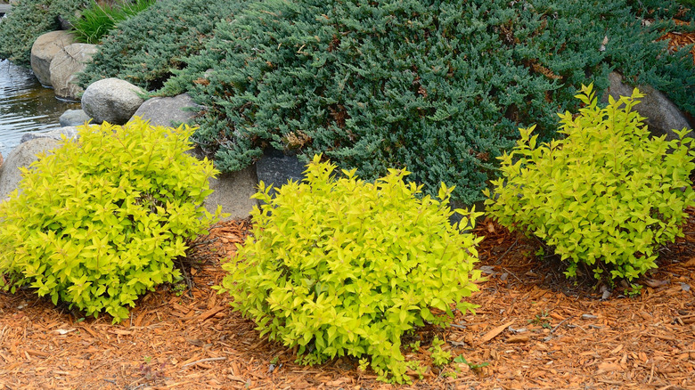 Gold mound spirea shrubs