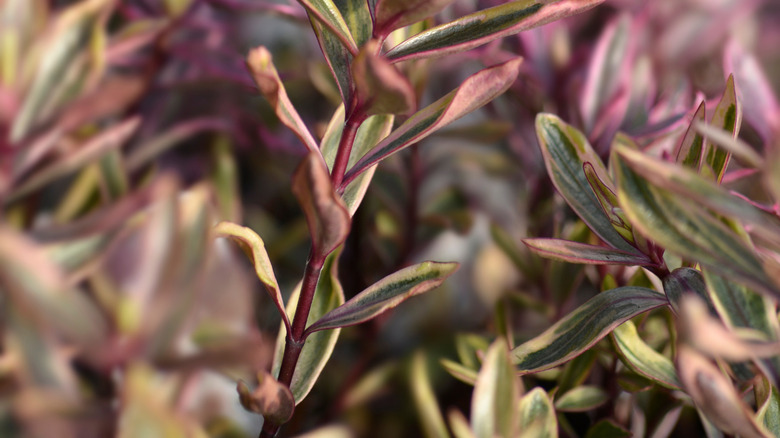 leaves of hebe 'magic summer' shrub