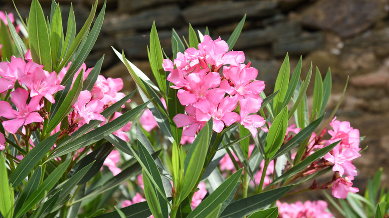 Oleander plants growing together