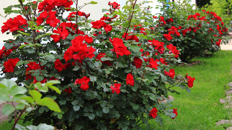rose shrubs in a yard