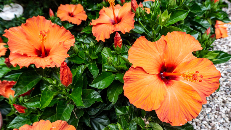 Tropical hibiscus shrub blooming in a garden