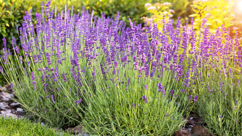 Blooming lavender bushes in a garden.