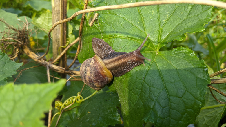 A large snail rests on a green leaf in a garden.