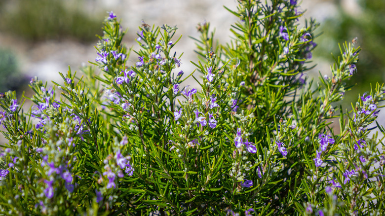Small purple flowers blooming on a rosemary plant.