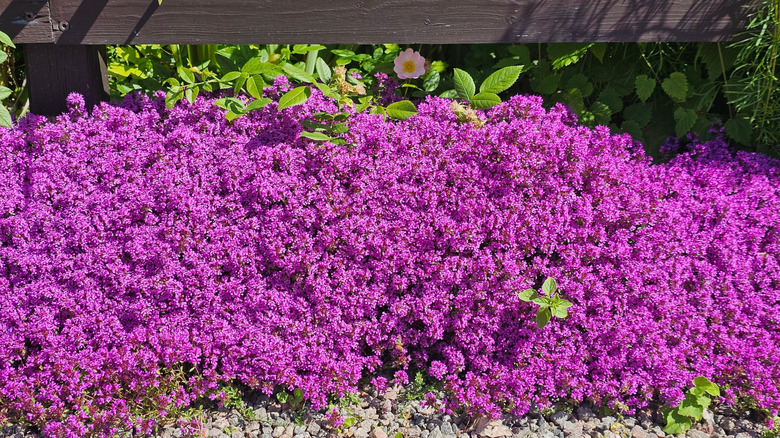 Purple thyme flowers bracketing the lower part of a fence in a garden.