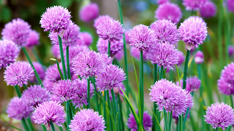 Large purple chive flowers blooming in a garden.