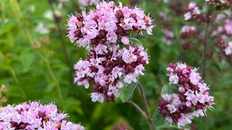 Budding pink flowers of oregano plant.